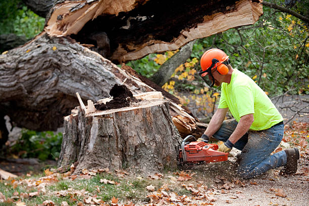 Best Tree Removal  in Port Angeles, WA