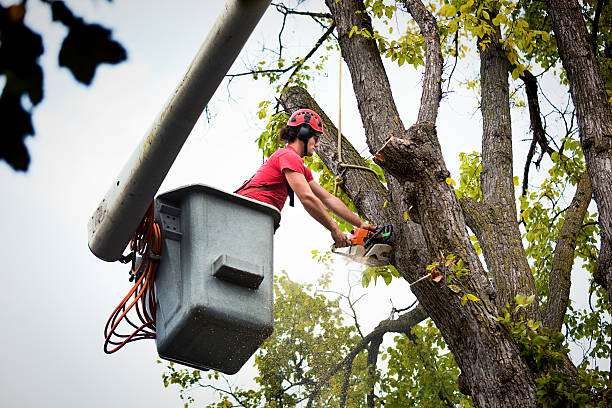 Best Leaf Removal  in Port Angeles, WA